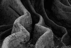 Fig Tree #4