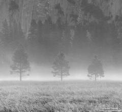 Fog Trio