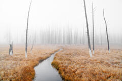 Foggy Remains