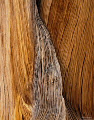 Foxtail Pine Grain