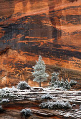 Fresh Snow