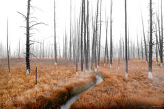 Ghost Trees