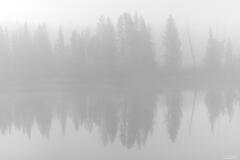 Ghostly Trees