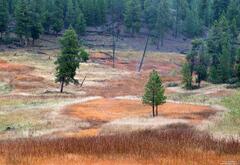 Golden Meadow