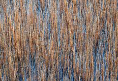 Grasses And Reflected Sky