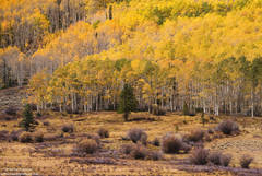 Green and Gold