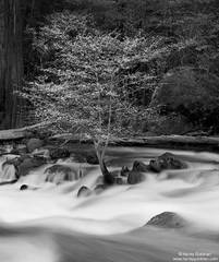 Hanging On - Merced River