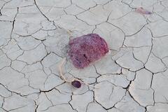 Imbedded