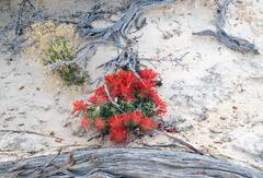 Indian Paintbrush