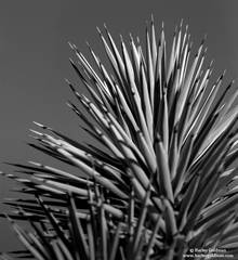Joshua Tree Detail