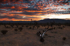 Joshua Tree Dawn