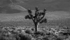 Joshua Tree Forest