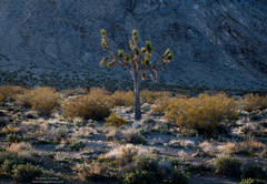 Joshua Tree