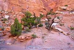 Junipers Grace A Canyon