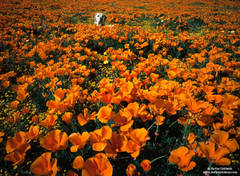 Labrador Lost in the Poppies
