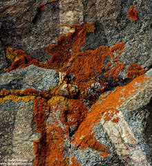 Lichen Rorschach