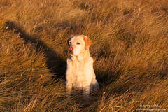 Maggie