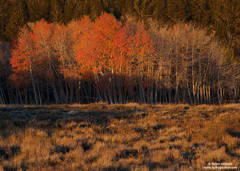 Morning Light