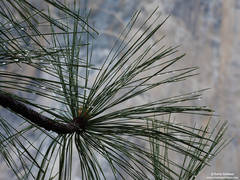 Needles In The Rain