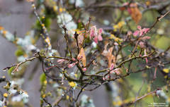 Oak Buds & Lichen