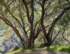 Oaks - San Ysidro Trail