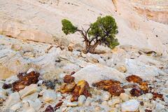One Tough Juniper
