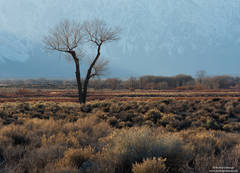 Owens Valley Winter Browns