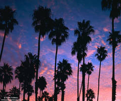 Palm Tree Dawn