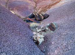 Petrified Wood Pile