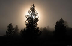 Pine Glow