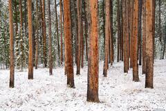 Pine Trunks