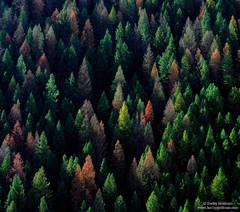 Pines of a Different Color