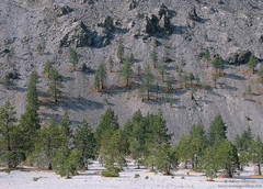 Pines - Mono Basin
