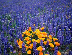 Poppies and Lupine