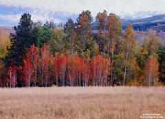 Red Aspens