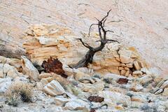 Rock Garden