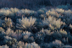 Sagebrush