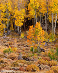 Saplings