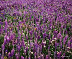 Sea of Lupine