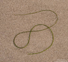 Seagrass Caligraphy