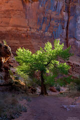 Spring Green