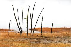 Still Standing