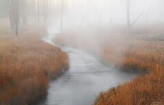 Surreal Stream