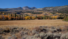 The Meadow