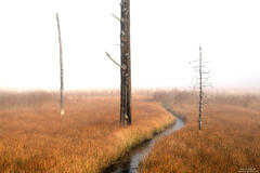 Three Trees