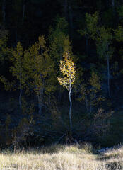 Tiny Aspen
