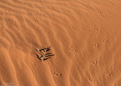 Tracks In The Sand