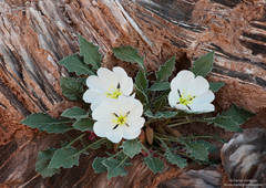 Tufted Evening Primrose - Glass Mountain