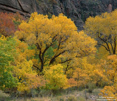 Zion Canyon Color