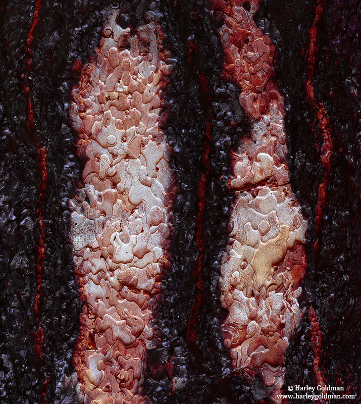 This is the bark of a ponderosa pine after a controlled burn in the Yosemite valley.